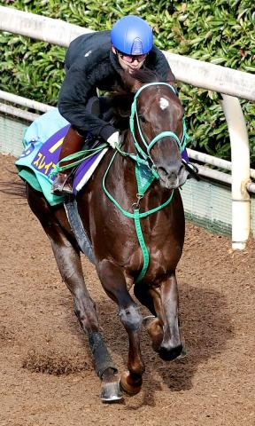 【チャンピオンズC】「涼しくなって、すごく良くなっている」G1初挑戦で重賞未勝利の大型馬が目を引く動き