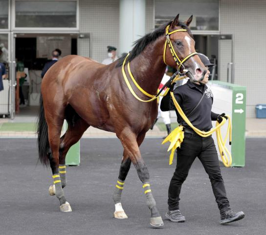 【注目馬動向】無敗の2勝馬ニタモノドウシはムーア騎手で朝日杯FSへ　クローバー賞で快勝