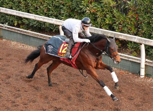 【阪神JF】スリールミニョン　上々の動き、高橋康師「落ち着き出ている」