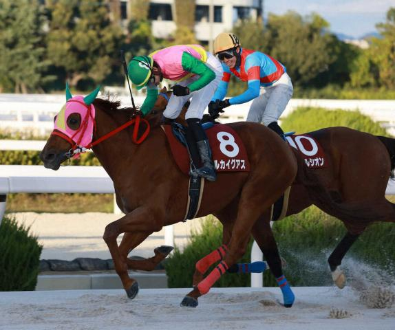 【園田競馬　園田金盃】3歳マルカイグアス快勝　3歳最強から“兵庫最強”襲名だ