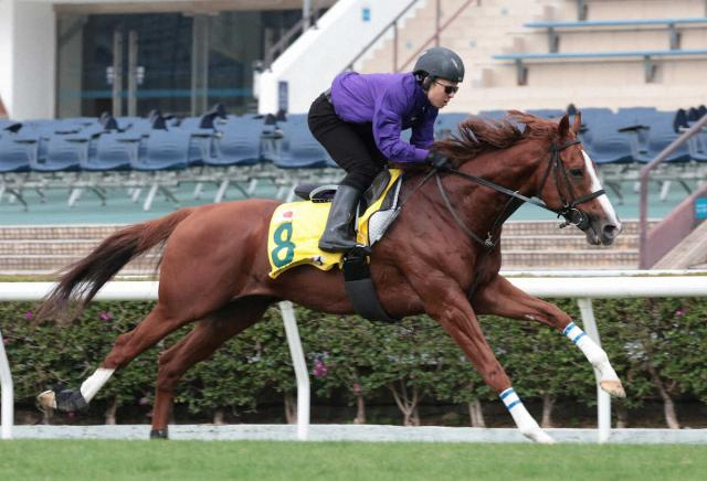 【香港スプリント】トウシンマカオ　軽快な脚さばき、高柳瑞師「変わらない雰囲気」