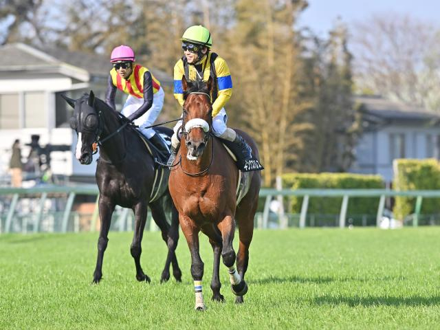 【中日新聞杯枠順確定】キングズパレスは2枠3番、コスモキュランダは5枠9番