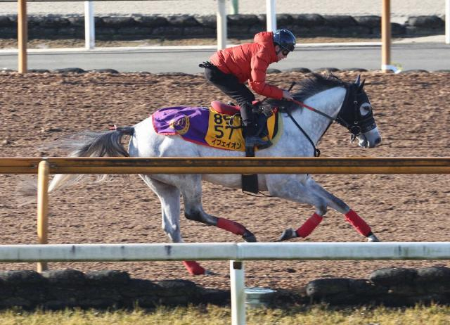 【ターコイズS】イフェイオン　CWコース軽快、杉山佳師体に幅が出て脚力もついた」