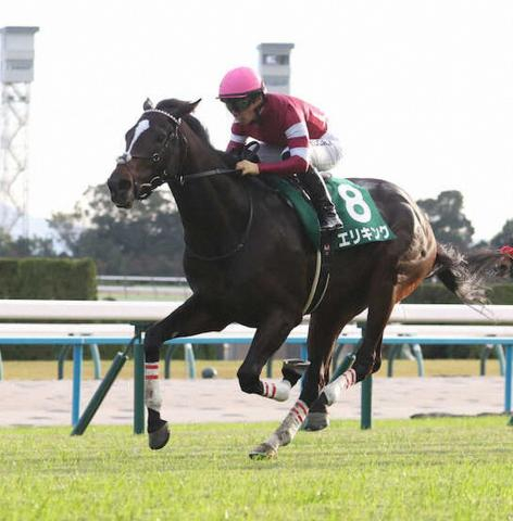 京都2歳S覇者エリキング、右第1指骨剥離骨折判明　3カ月以上の休養へ　無敗3連勝中