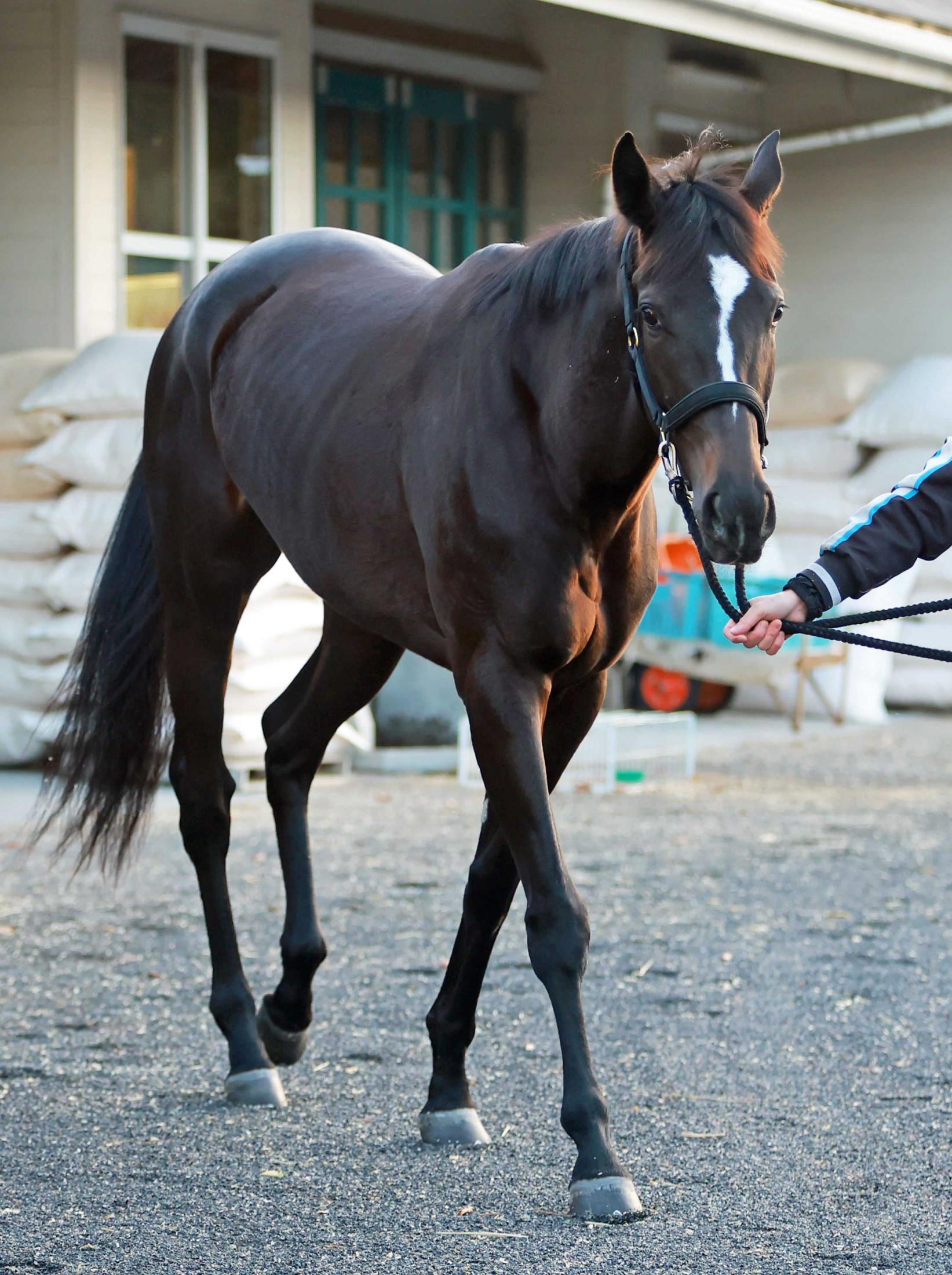 【新馬戦】ジーティーハート　近親に重賞勝ち馬　渡辺師も好感触「スピードは水準以上」