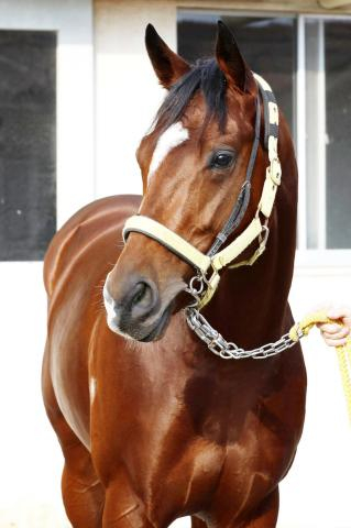 【朝日杯FS】2戦2勝のニタモノドウシは6枠11番に決定　高木調教師はどう見たか