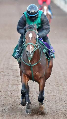 【朝日杯FS】パンジャタワーが坂路でシャープな動き　橋口調教師「本当にいい状態」