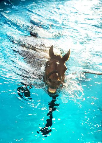 【有馬記念】武豊騎手「ディープインパクトとグン、ときたときのすごみは似てる」ドウデュースと史上5頭目の連覇狙う