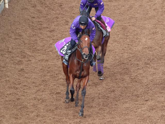 キングマン産駒リーティアコナル 好時計マークで実戦にも期待/関西馬メイクデビュー情報