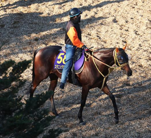 【有馬記念】スタニングローズ　上積みありそう、高野師「好調を維持している」