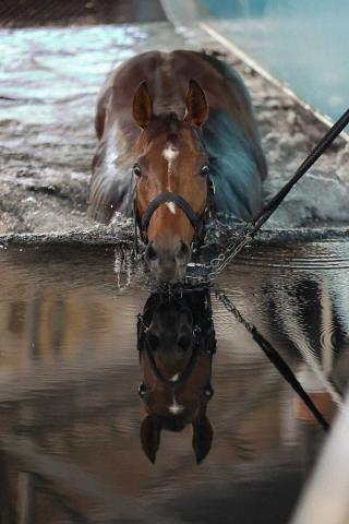 【有馬記念】ドウデュース　追い切りに備え軽めの運動、友道師「元気いっぱい」