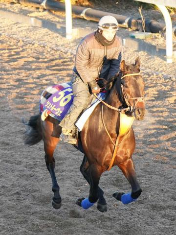 【有馬記念】(12)シュトルーヴェ　JCのリベンジ、堀師「ここを使いたいと思っていた」