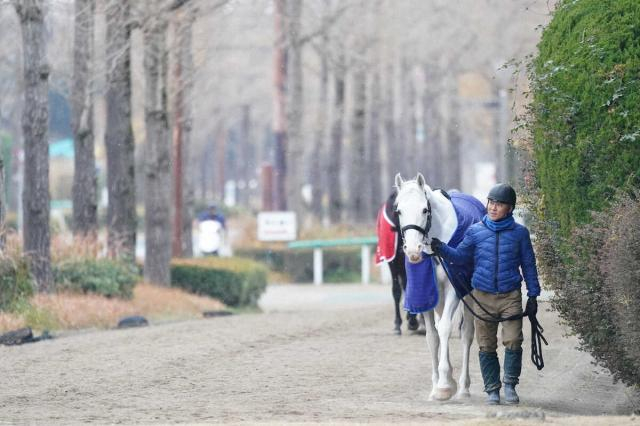 【有馬記念】(15)ハヤヤッコ　年齢を感じない、国枝師「ハイペースになってみんながバテれば」