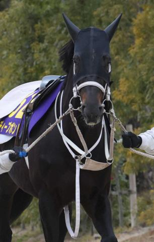 【有馬記念】(9)ディープボンド　昨年より好状態、陣営「1走して久々に上積みがある」