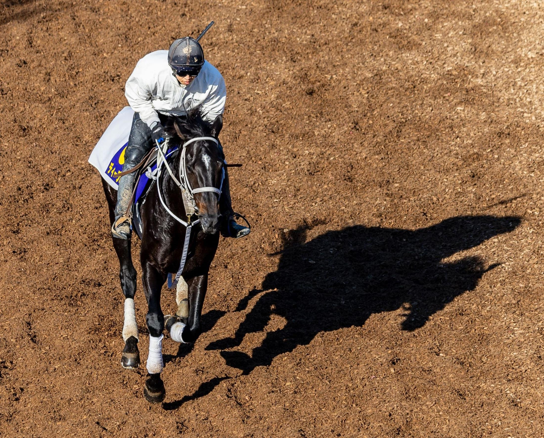 【有馬記念】ディープボンド　元気いっぱい　谷口助手「昨年とは違う姿を見せられたら」