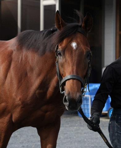 【有馬記念】(5)ベラジオオペラ　輸送慣れて堂々、陣営「枠もいいところ」