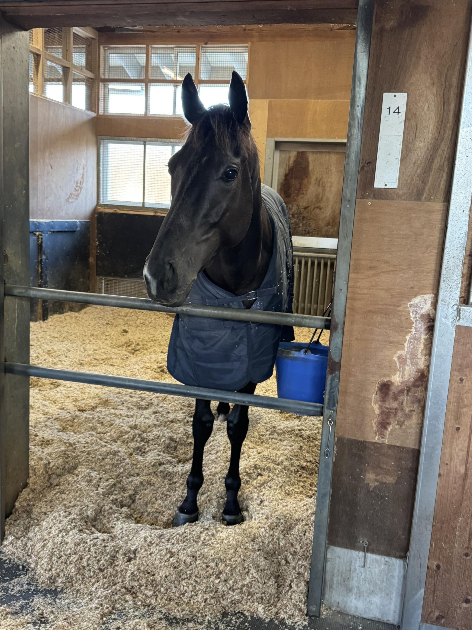 クロワデュノール　Ｇ１制覇から一夜明け元気な姿　来年のクラシックでの活躍に期待