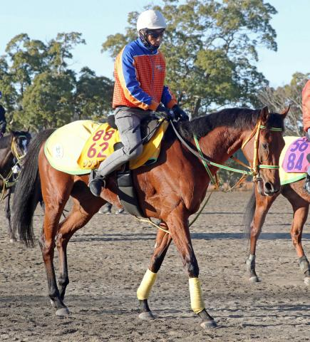 【中山金杯】骨折乗り越えて重賞Vのシンリョクカ　牝馬24年ぶりの勝利目指す