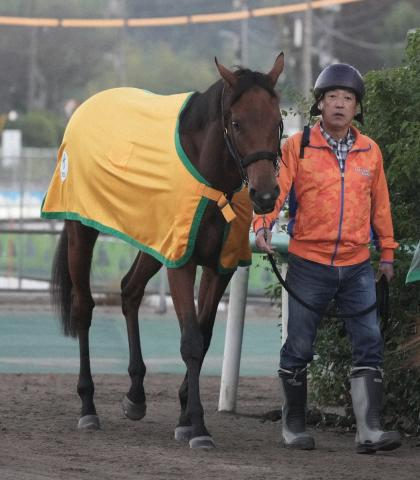 【中山金杯】来年5歳の牝馬シンリョクカ　飛躍の25年へ!　竹内師「躍動感増している」