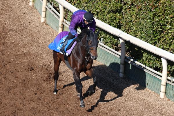 【中山金杯・京都金杯予想】今年も将来有望調教該当馬の活躍に期待 今週のおすすめ調教適性は