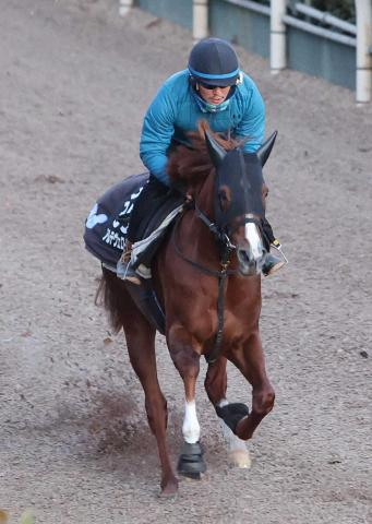 【シンザン記念】アルテヴェローチェ　川田と新コンビ、須貝師「潜在能力はある馬」