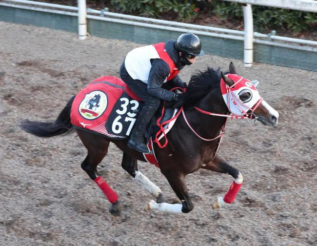 【シンザン記念】タイセイカレント　反撃期して出走、矢作師「恥ずかしい競馬はしないと思う」