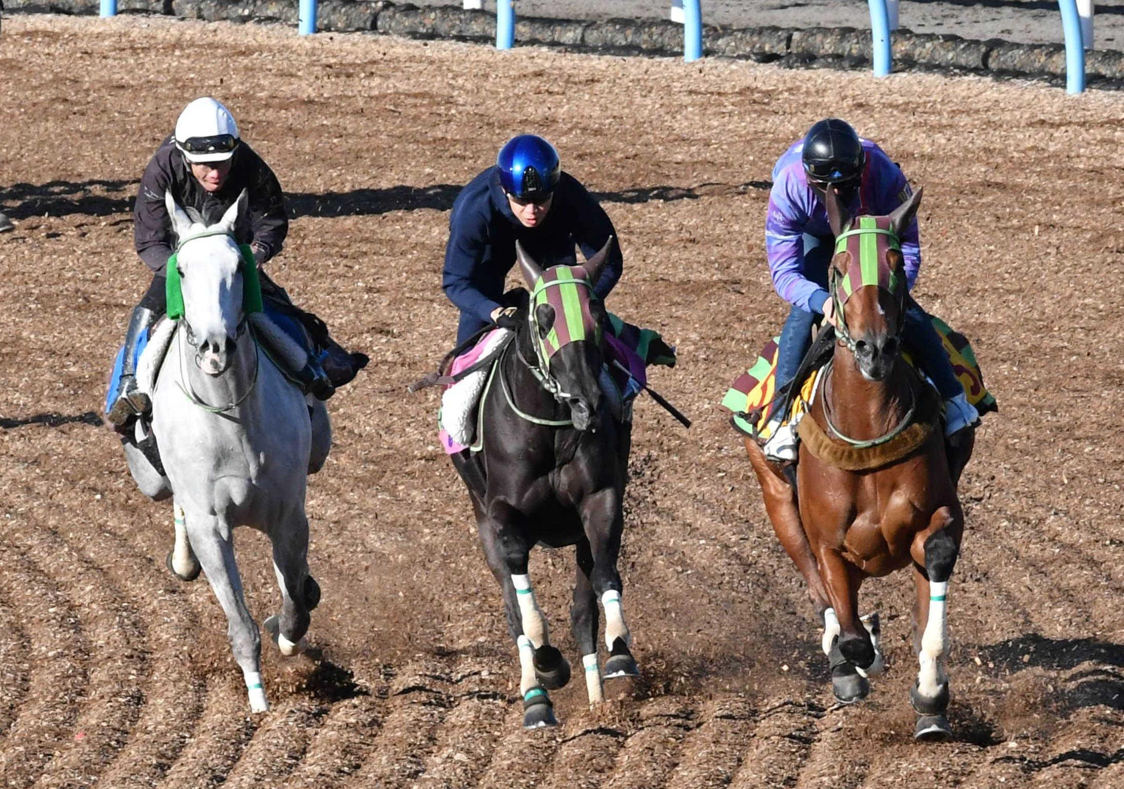 【フェアリーＳ】ホウオウガイア　元気いっぱい　古馬相手もひるまず力強く併入　まずは抽選突破し重賞初タイトルだ