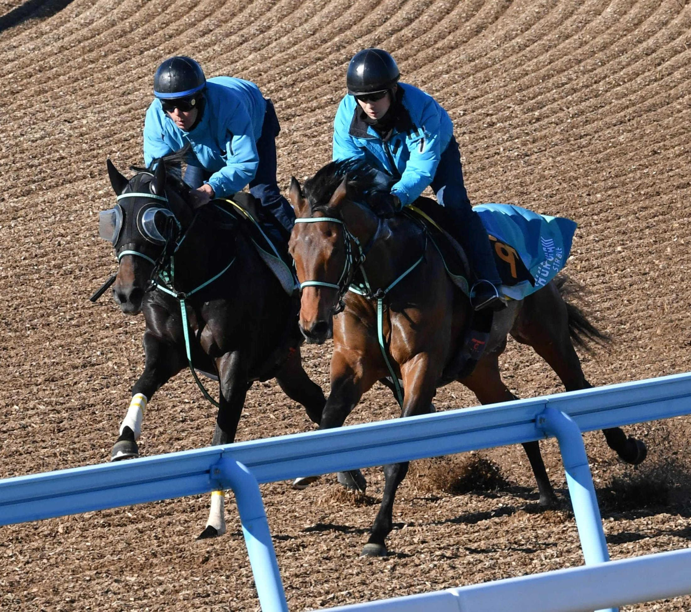 【新馬戦】良血馬ブルーマエストロ調整順調　“バラ一族”の血が騒ぐ