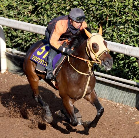 【日経新春杯】25年の飛躍めざす4歳馬ショウナンラプンタが坂路で鋭伸　高野調教師「順調」「問題ないです」