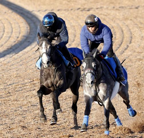 【シンザン記念】カラヴァジェスティはデビュー2連勝へ上積み十分　仕上がりは前走と「まるっきり違う」