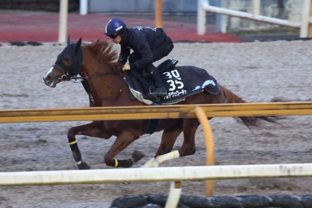 【シンザン記念】アルテヴェローチェ　川田を背に11秒6　須貝師「確認してもらえて良かった」