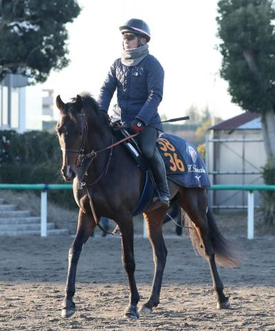 【シンザン記念】良血レーヴブリリアントは3頭併せで鋭く伸びる　田中博調教師「短期間での変化を感じる」