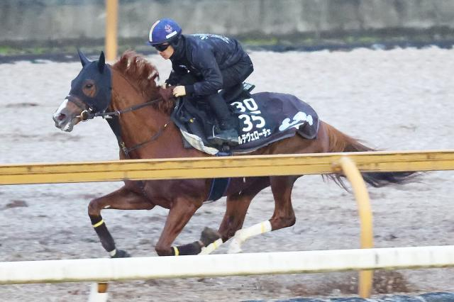 【シンザン記念】アルテヴェローチェが重賞2勝目へ好仕上がり　陣営「ここでは負けられない」