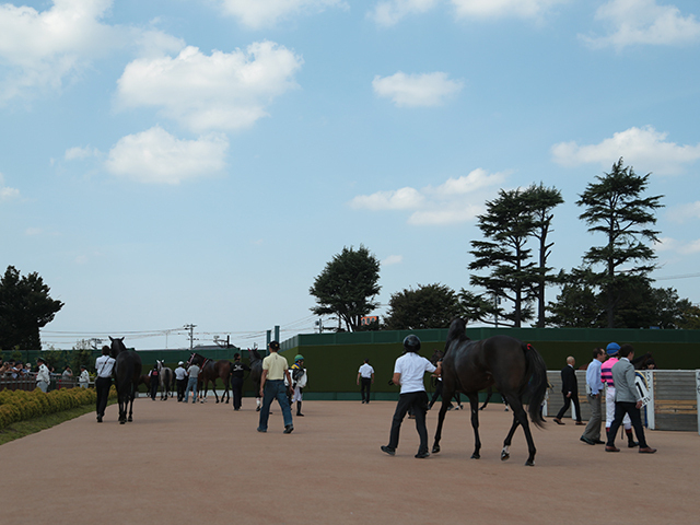 【黒竹賞結果】カフェファラオの全弟ルクソールカフェが5馬身差Vで2連勝