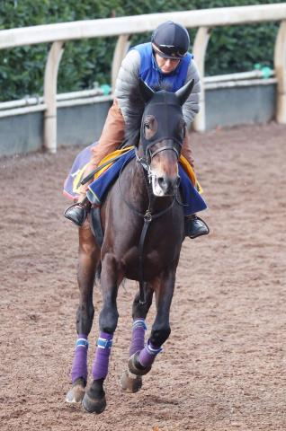 【日経新春杯・水納の特注馬】左回りは4戦4勝のホールネス　重賞初制覇へベストな舞台