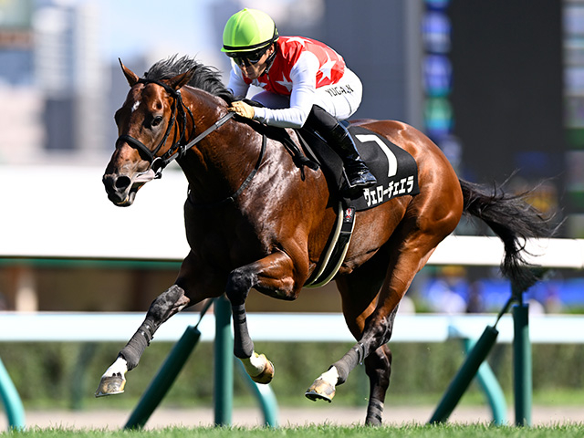 【日経新春杯想定騎手】ヴェローチェエラは川田将雅騎手、ホールネスは坂井瑠星騎手