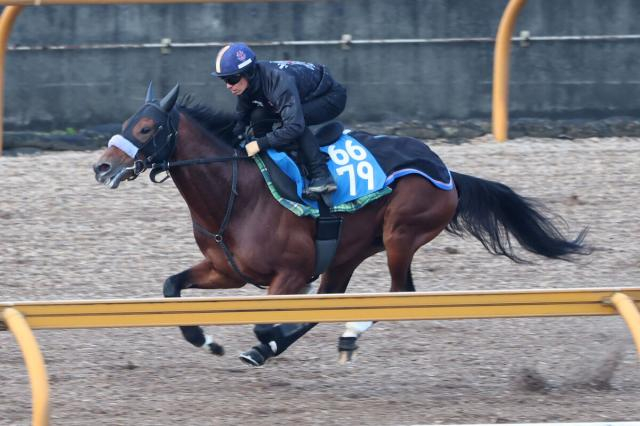 【日経新春杯】ヴェローチェエラが4連勝で重賞制覇を狙う　陣営「食べたものが実になっている」