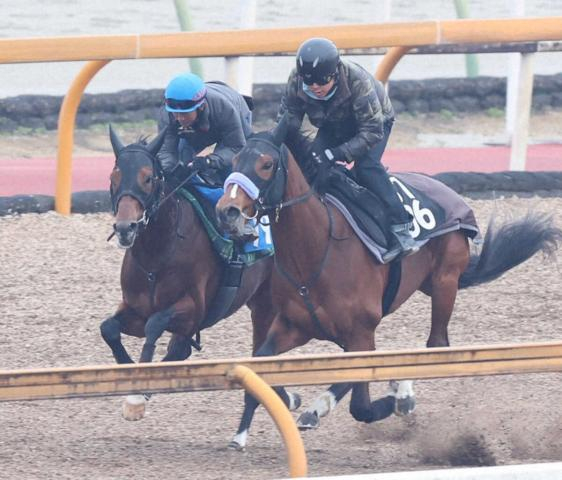 【日経新春杯】ヴェローチェエラ　須貝師も満足げ「今の中京の馬場も気にならない」