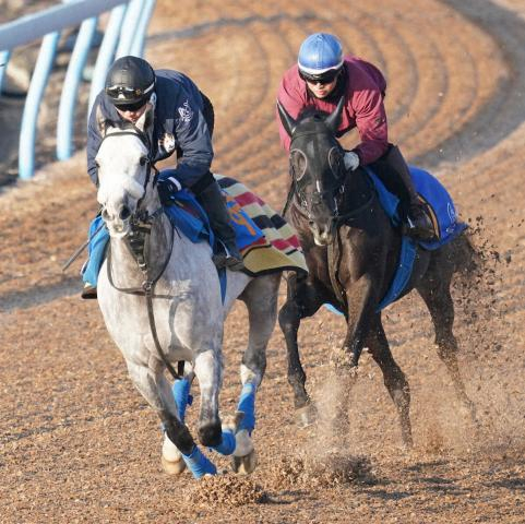 【京成杯】良血ガルダイア弾む乗り味!Wコースで半馬身先着、国枝師「馬への当たりが柔らかい」