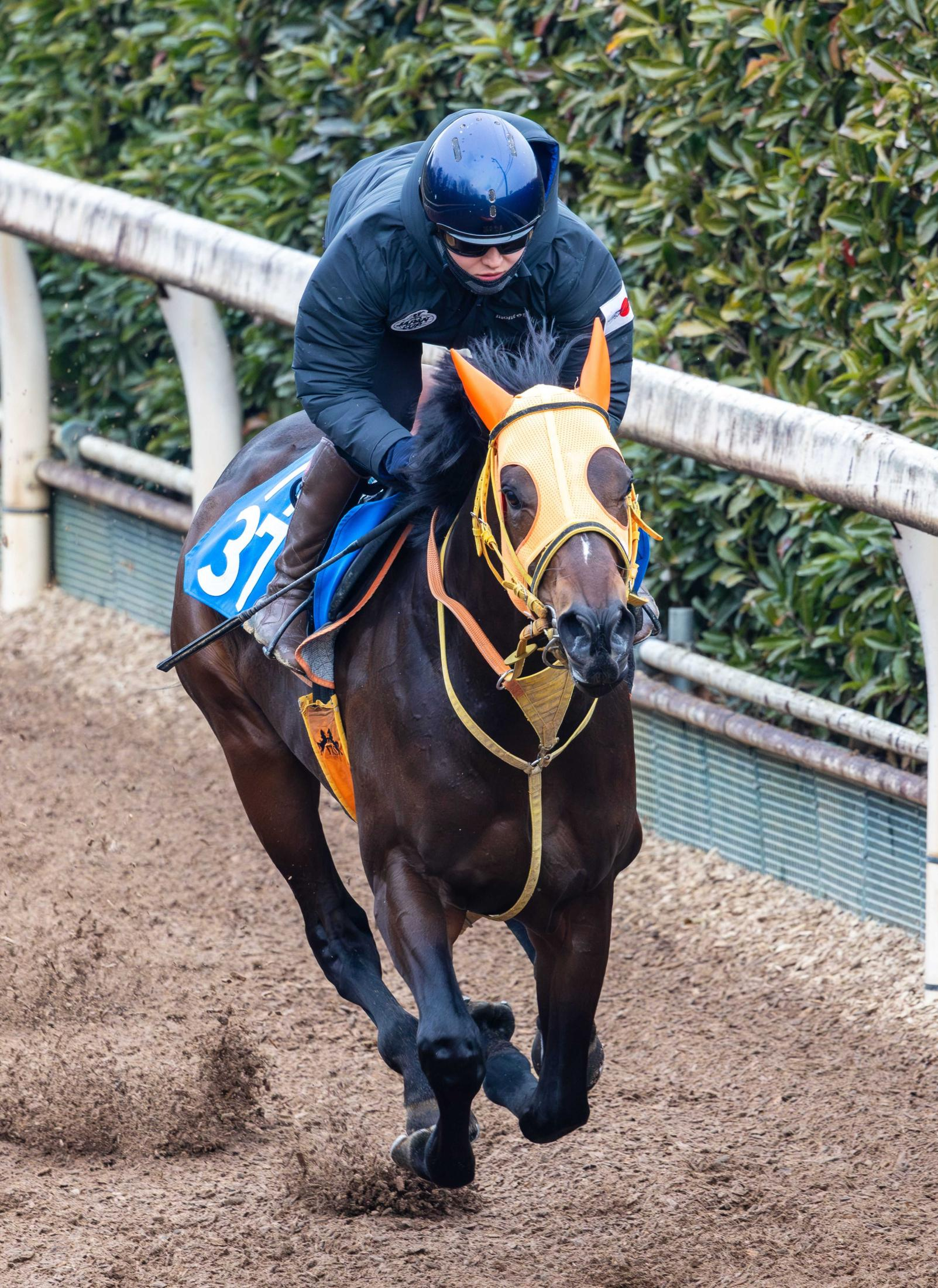 【日経新春杯】ショウナンラプンタ　折り合い十分に一気駆け　重賞初制覇へ機は熟した！鮫島駿「ここを勝って大きいところへ」