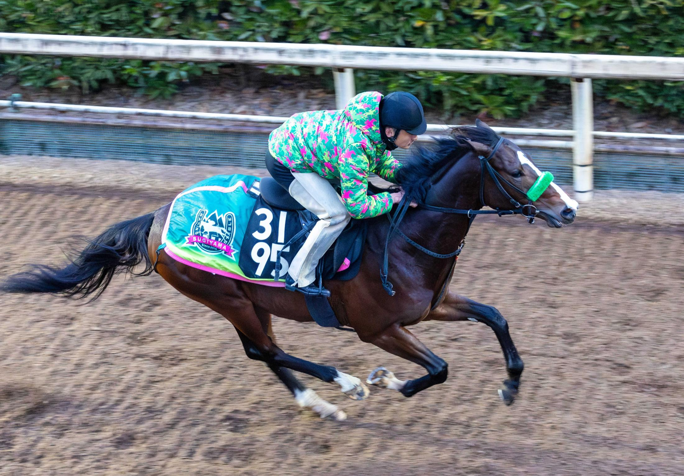 【京成杯】ゲルチュタール機敏な動き　杉山晴師「すごく良かった」