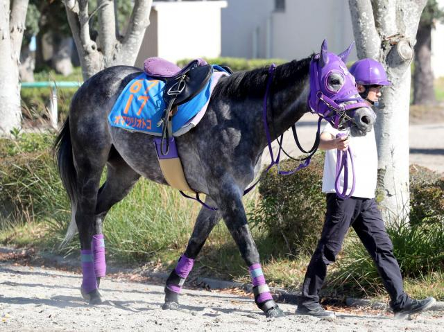 オマツリオトコが競走馬登録を抹消し園田移籍へ　22年兵庫ジュニアGP優勝