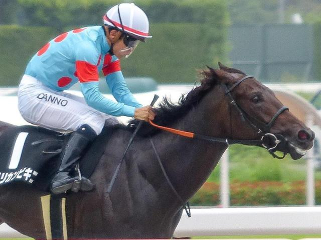 【紅梅S】米国から帰国初戦のアメリカンビキニ 芝初挑戦でリステッドV狙う