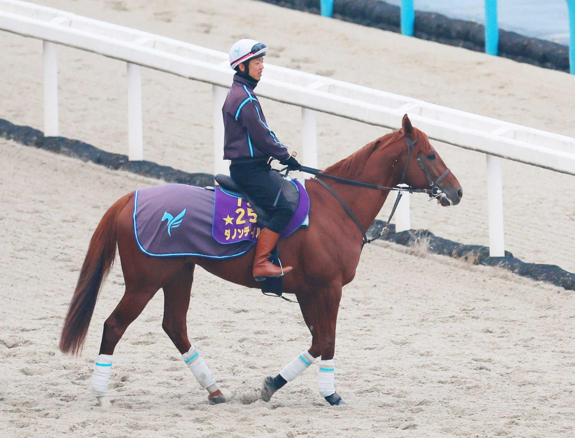 【ＡＪＣＣ】ダノンデサイルさらなる進化へ　変化求め前走有馬から短期間で出走　横山典の理解得た上で戸崎圭と新コンビ