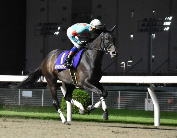 【地方競馬】「グランダム・ジャパン2025」概要決定　JBCレディスクラシックなど計30競走で実施