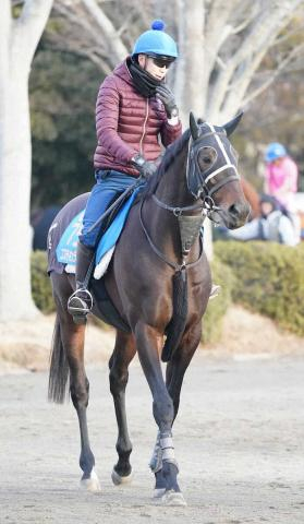 【AJC杯】コスモキュランダ　得意の中山で復活だ!加藤士師「結果を残している舞台で…」