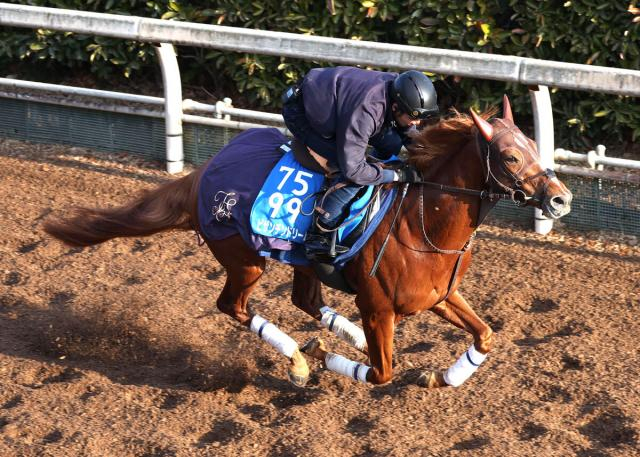 【アメリカJCC】菊花賞5着のビザンチンドリームは坂路で軽快　初のサウジ遠征へ弾みつける