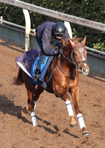 【AJC杯】ビザンチンドリーム　思い通りの調整、坂口師「落ち着いて臨めると思う」