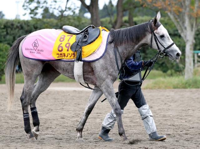 小倉牝馬Sで3着のコガネノソラが骨折　昨年7月のクイーンS制覇