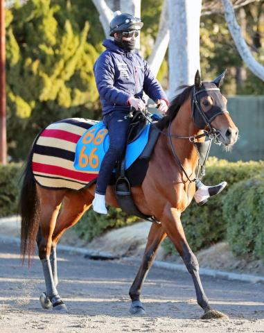 【根岸S】東京ダート1400メートルに滅法強いロードカナロア産駒　良馬場で史上最速の5歳馬に注目